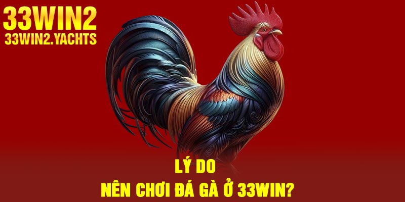Lý do nên chơi đá gà ở 33Win?